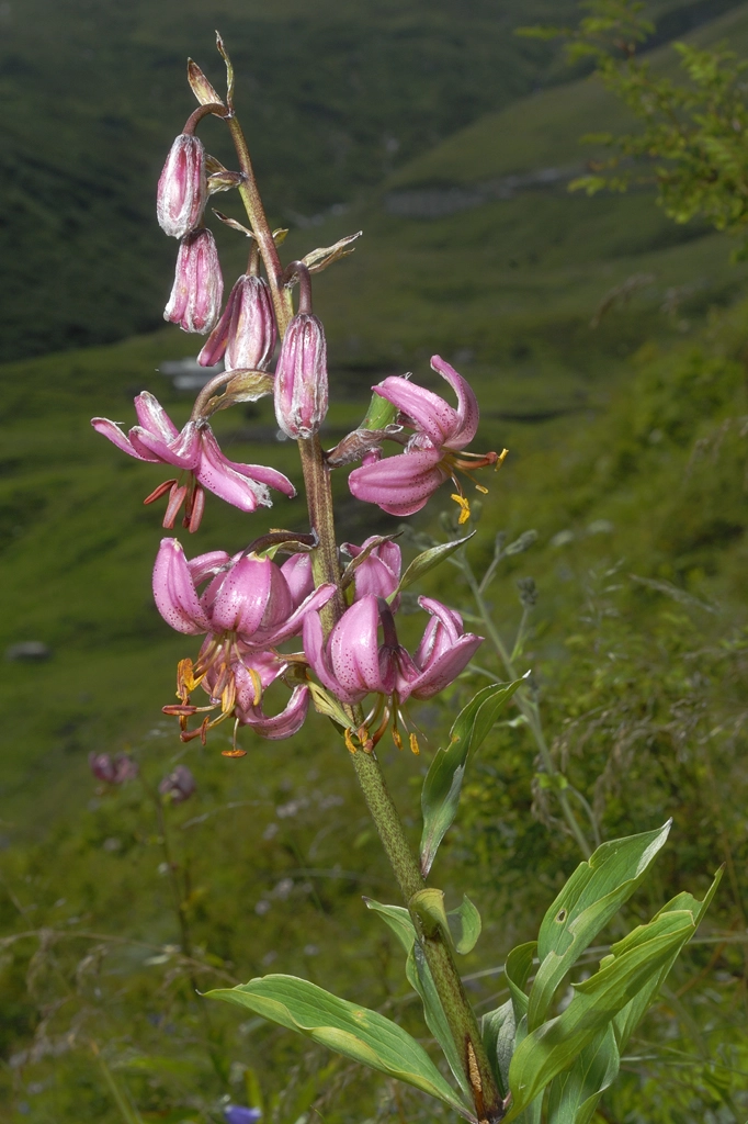 Lilium martagon